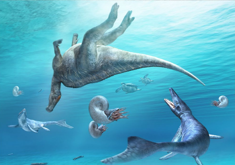 Artistâs depiction of the Kamuysaurus japonicus carcass floating in the sea prior to being deposited on the seafloor. An assortment of sea turtles, mosasaurs, and ammonoids can be seen around the dead dino.